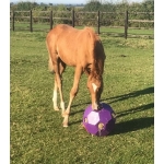 Parallax Horse Hay Forage Ball / Horse Hay Slow Feeder Ball